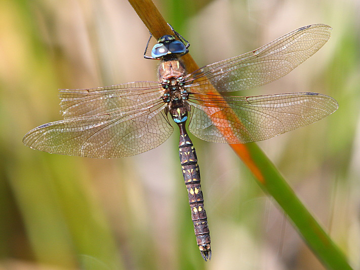 J17_4746 Aeshna brevistyla male.JPG